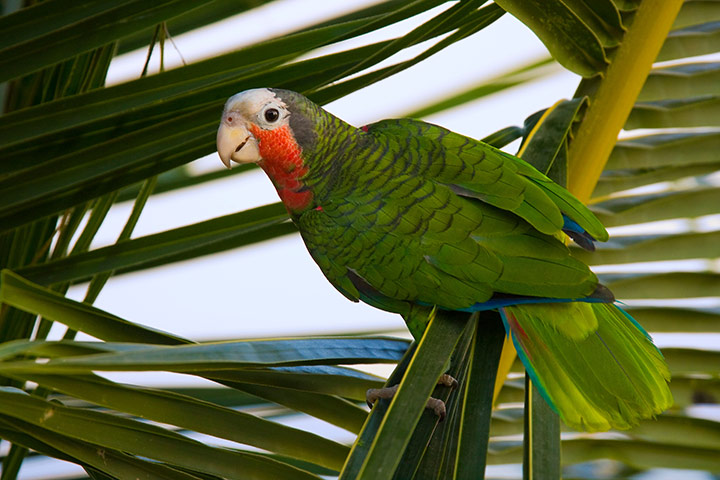 Cayman Islands wildlife: Cuban Amazon parrot
