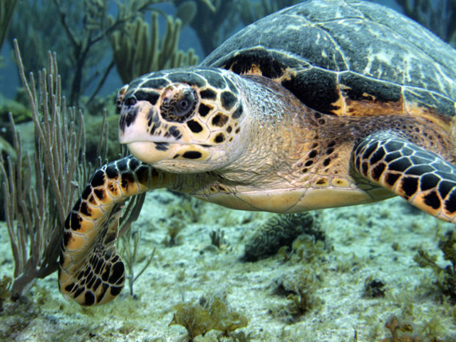 Cayman Islands wildlife: Sea turtle