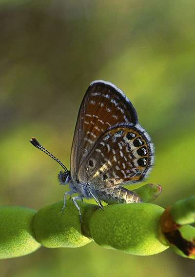 Cayman Islands wildlife: Pygmy Blue Butterfly