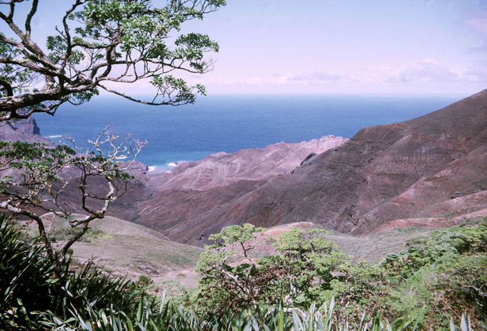 St Helena gallery: New Gumwood tree in St Helena