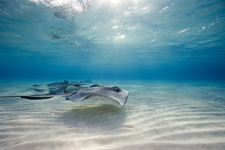Cayman Islands: Diving: Southern Stingrays Glide over the Sand