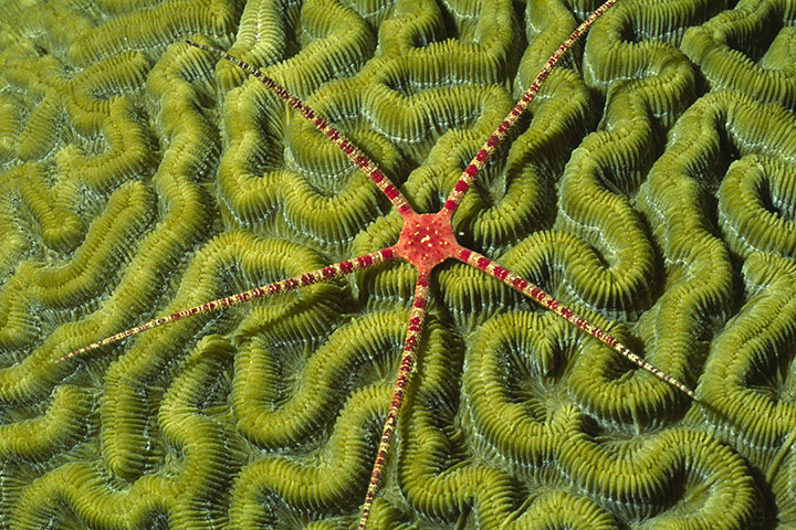 Cayman Islands: Diving: Ruby brittle star on coral