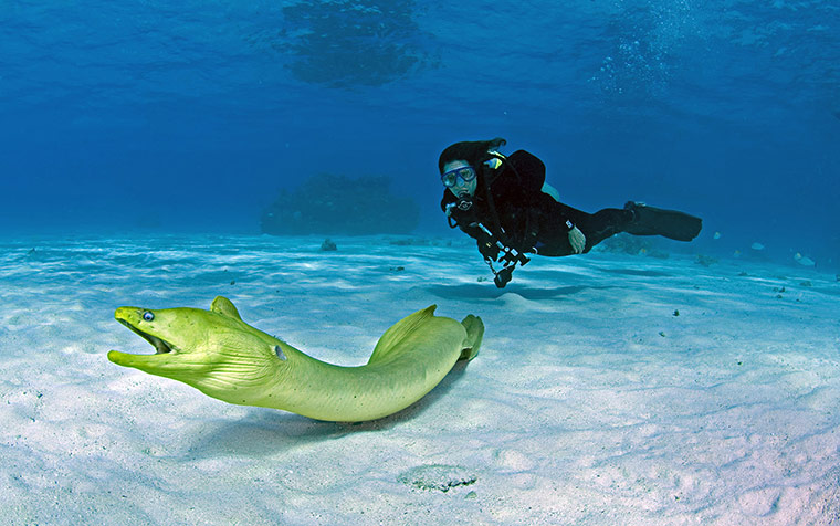 Cayman Islands: Diving: Green moray eels (Gymnothorax funebris) grow to nearly 2 metres in length