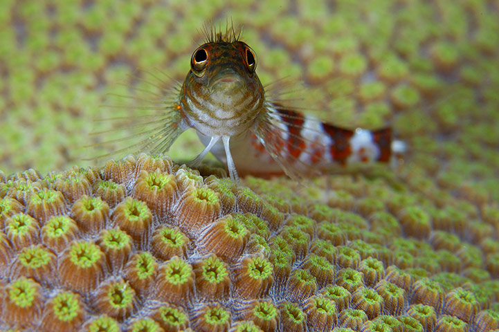 Cayman Islands: Diving: Tiny saddled blenny (Malacoctenus triangulatus)