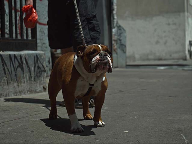 Panasonic G3 | NYC: Brown and white bulldog in daytime NYC