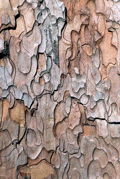 Panasonic | Yosemite: Cracked tree bark in Yosemite National Park, California