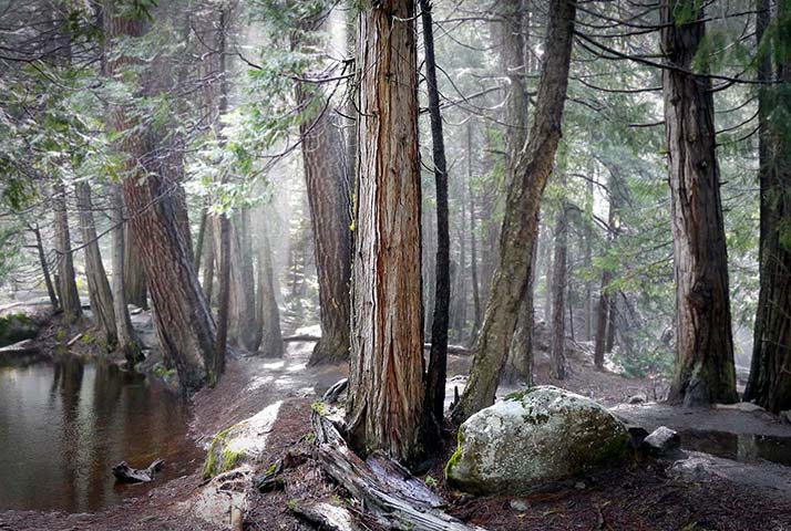 Panasonic | Yosemite: Wooded area with stream, daytime Yosemite National Park, California