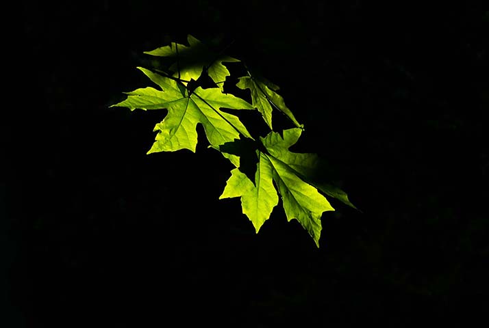 Panasonic | Yosemite: Green leaves on black background in Yosemite National Park, California