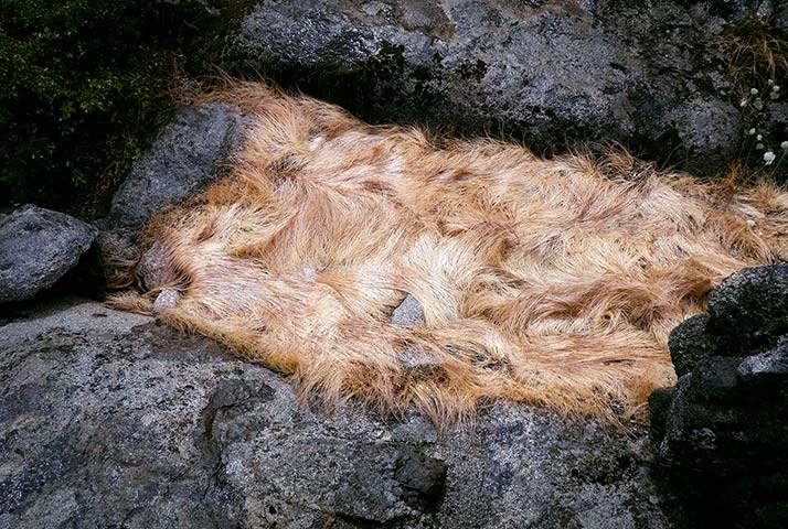 Panasonic | Yosemite: Brown grass on a rock, Yosemite National Park, California