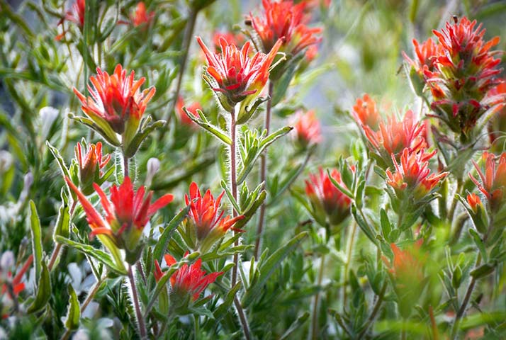 Panasonic | Yosemite: Wild red flowers, Yosemite National Park, California