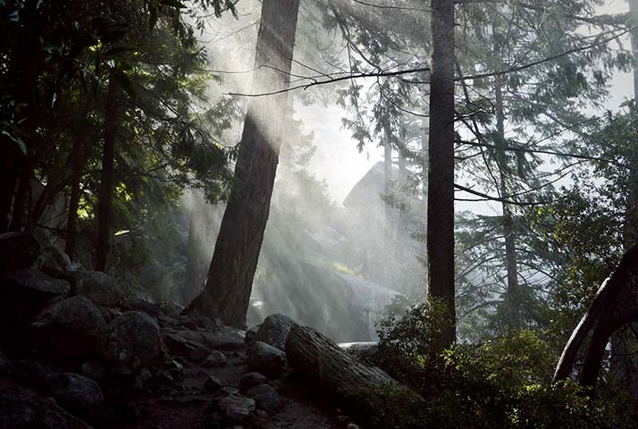 Panasonic | Yosemite: Rays of sun through wooded area, Yosemite National Park, California
