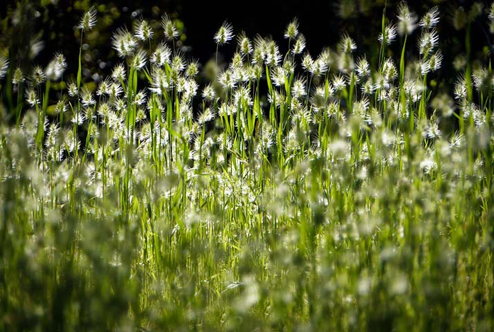 Panasonic | Yosemite: Grasses in Yosemite National Park, California
