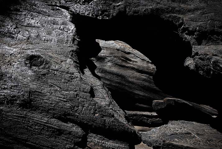 Panasonic | Yosemite: Hollow in dark wood tree, Yosemite National Park, California
