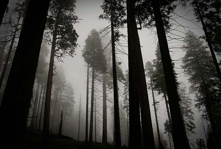 Panasonic | Yosemite: Tall, dark trees, misty evening. Yosemite National Park, California