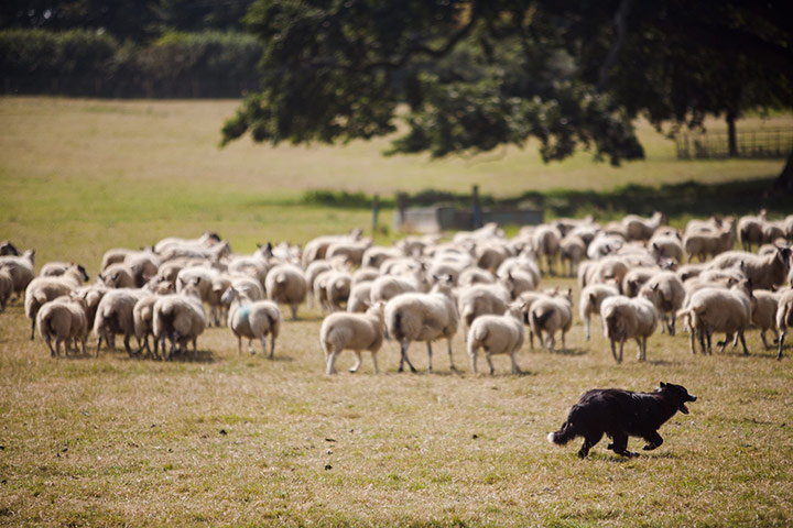 Enjoy England Daylesford: A sheep dog in action