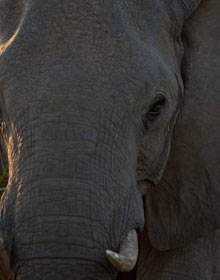 An elephant in Kruger national park, South Africa