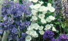 CommPromoBlueWhite