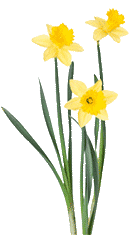 flowers - promo