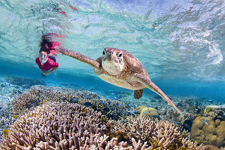 STA Travel: Turtle at the Great Barrier Reef