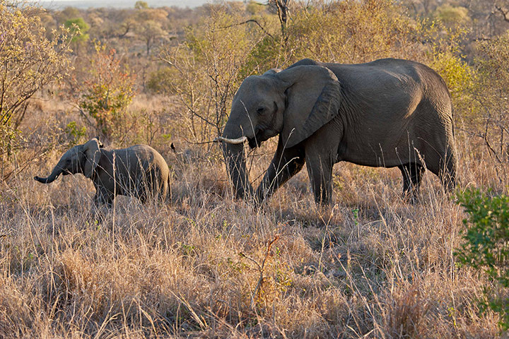 South Africa – : Elephants in South Africa