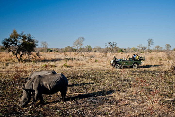 South Africa – : A rhinocerous in South Africa