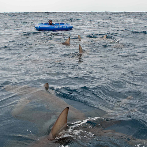 South Africa – : Jamie Theakston shark diving