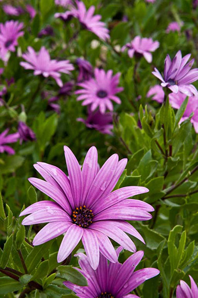 South Africa – : Beautiful and diverse Cape flora