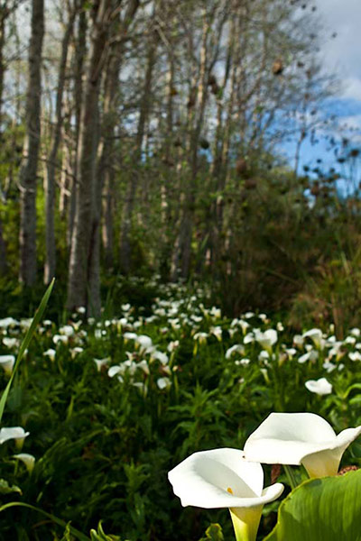 South Africa – : Indigenous plants thrive botanic gardens