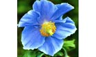 himalayanbluepoppy - promo