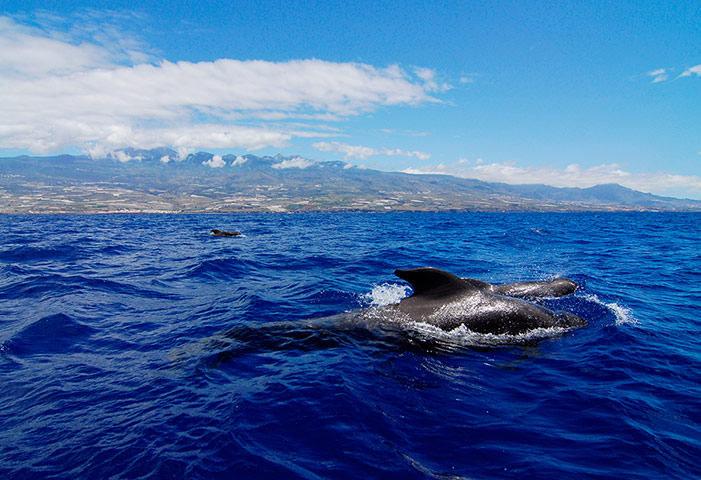 Tenerife: Whale Watching in Tenerife