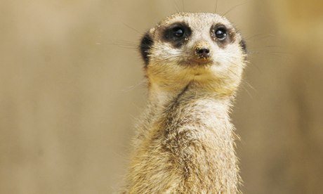 A meerkat at Marwell zoo