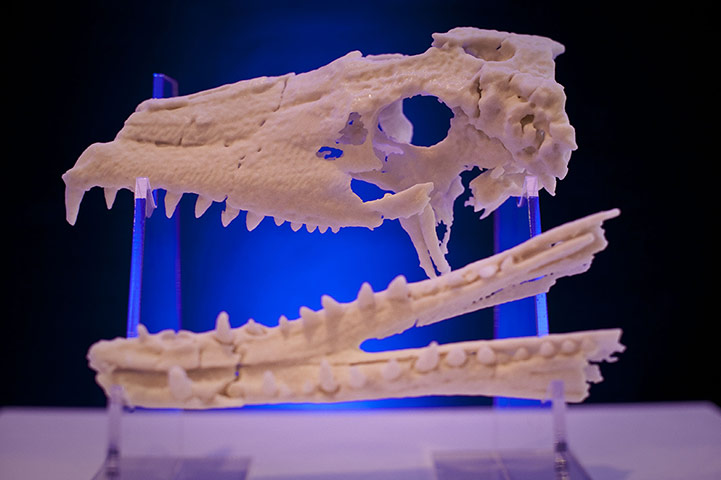 Kyocera | Technologies: 3D print of an animal skull