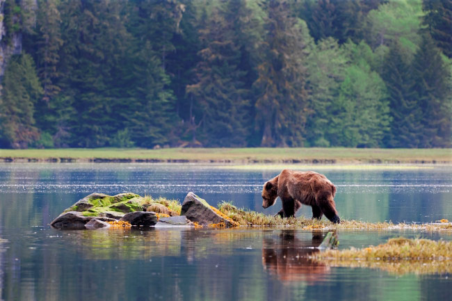 British Columbia: Grizzly bear in British Columbia