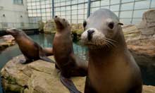 Californian sea lions at Nausicaa.