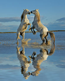 Pair of Camargue horse stallions fighting