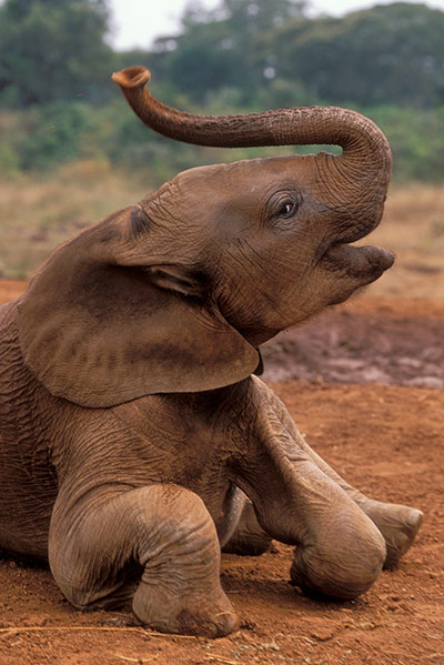 TUI Kenya: TUI Kenya: David Sheldrick Wildlife Trust, Tsavo East National Park, Kenya