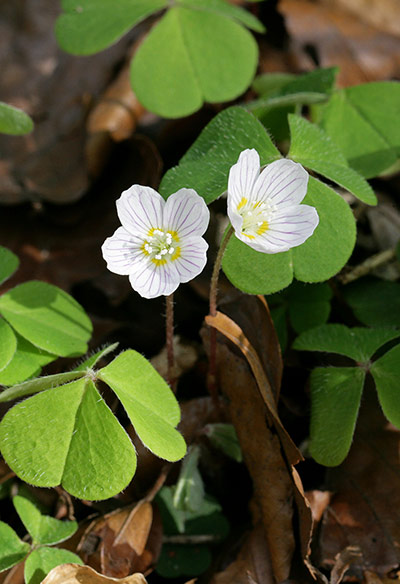 FC | Flowers: Wood Sorrel, Oxalis acetosella, Oxalidaceae. British Wild Flowers.