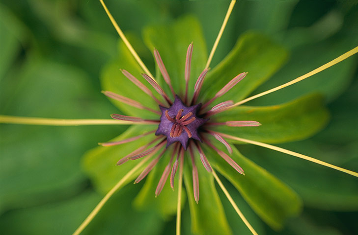 FC | Flowers: Herb Paris