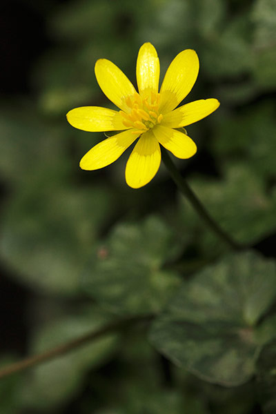 FC | Flowers: Lesser celandine