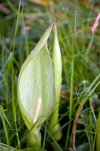 FC | Flowers: Lords-and-ladies (Arum maculatum)