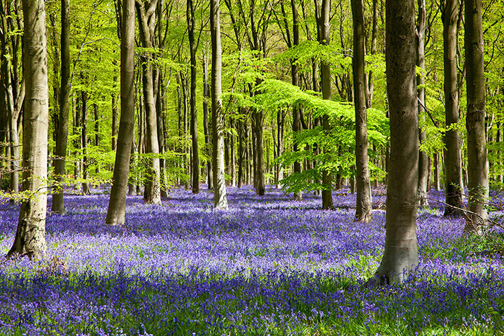 FC | Flowers: Bluebell meadow
