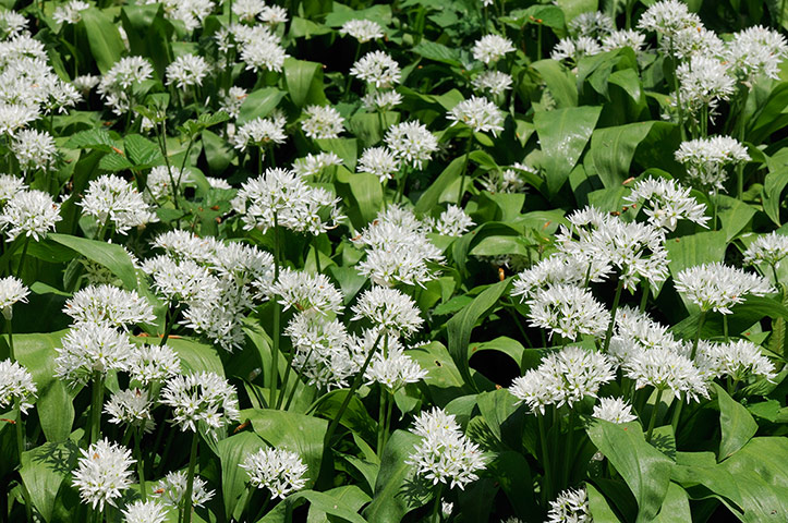 FC | Flowers: Wild garlic (ramsons) 