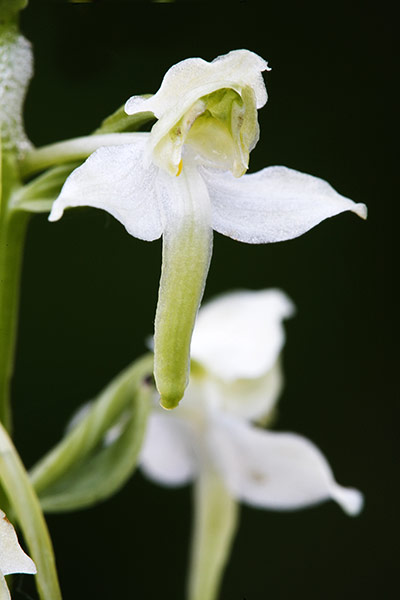 FC | Flowers: Greater Butterfly Orchid, Platanthera chlorantha, Flowers close up, Devon, 