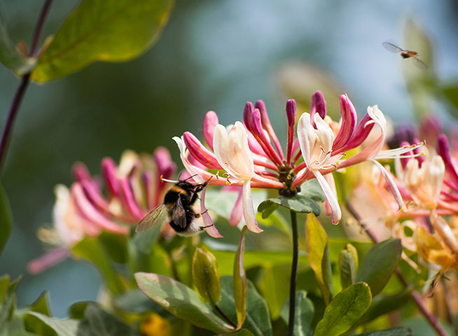 FC | Flowers: Bee and Honeysuckle and insect.
