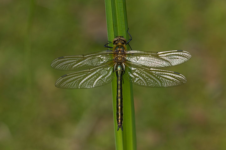 FC insects: FC insects: Downy emerald (Cordulia aenea) on grass, Bedfordshire, UK