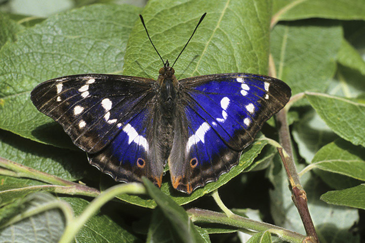 FC insects: FC insects: Purple emperor butterfly