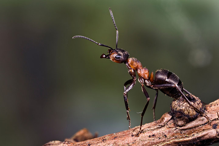 FC insects: FC insects: Wood Ant Formica 