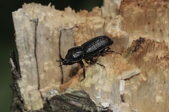 FC insects: FC insects: Rhinoceros Beetle (Hampshire)