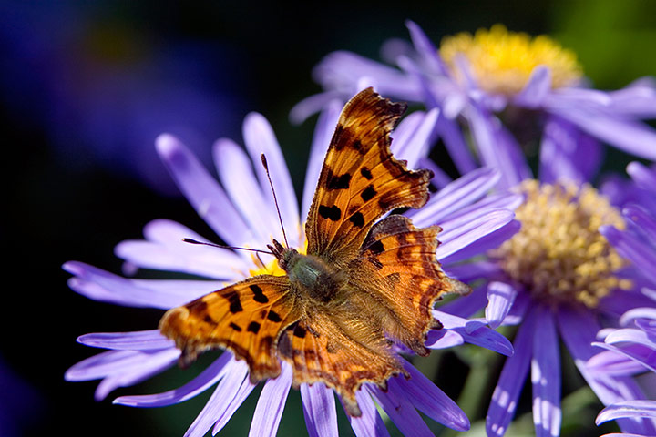 FC insects: FC insects: Comma butterfly