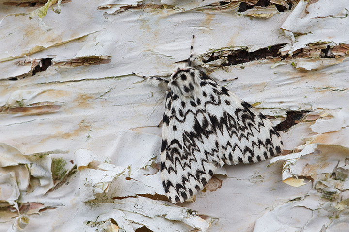 FC insects: FC insects: Black Arches Moth